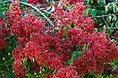 VIBURNUM BETULIFOLIUM