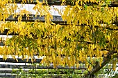 WISTERIA FLORIBUNDA MULTIJUGA