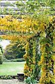 WISTERIA FLORIBUNDA MULTIJUGA