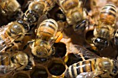 APIS MELLIFERA - HONEY BEES