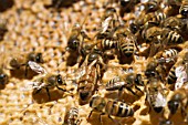 APIS MELLIFERA - HONEY BEES AND QUEEN