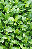 BRASSICA RAPA HERBY LEAF SALAD