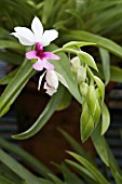 CALANTHE VESTITA