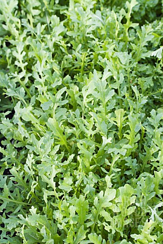 LEPIDIUM_SATIVUM_2054