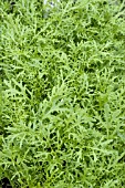 LEPIDIUM SATIVUM GREEN FRILLS