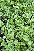 SALAD LEAVES WINTER BLEND