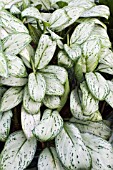 AGLAONEMA SILVER QUEEN