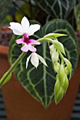 CALANTHE VESTITA