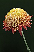 CHRYSANTHEMUM SP.(DISBUDDED INCURVED )