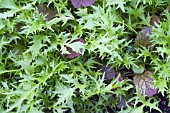 SALAD LEAVES STIR FRY MIXED