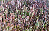 ANDROMEDA POLIYFOLIA COMPACTA