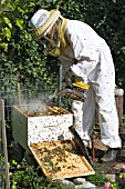 BEEKEEPER ADDING SMOKE TO PACIFY BEES