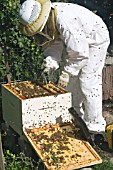 BEEKEEPER PREPARING BROOD CHAMBER FOR OVER-WINTERING