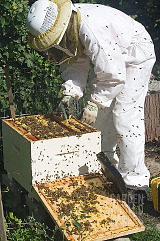 BEEKEEPER_PREPARING_BROOD_CHAMBER_FOR_OVERWINTERING