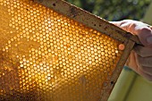 HONEY COMB FRAME