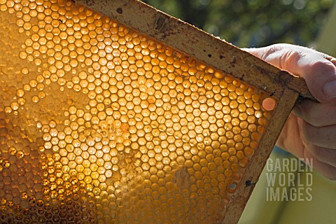 HONEY_COMB_FRAME