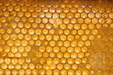 HONEY_COMB_FRAME