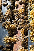 SHOWING BURR COMB FORMING ON HANGING FRAMES