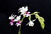 CALANTHE VESTITA