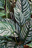 CALATHEA ORNATA