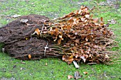 FAGUS SYLVATICA - BUNDLES OF 50 WHIPS