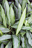 AGLAONEMA WHITE LANCE