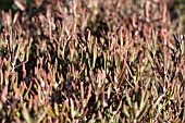 ANDROMEDA POLIYFOLIA COMPACTA