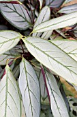 CTENANTHE SETOSA GREYSTAR