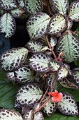 EPISCIA CHOCOLATE SOLDIER