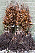 FAGUS SYLVATICA - BUNDLES OF 50 WHIPS