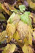 HYDRANGEA ANNABELLE