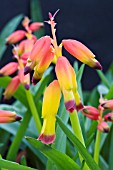 LACHENALIA ALOIDES VAR QUADRICOLOR DARLING