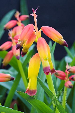 LACHENALIA_ALOIDES_VAR_QUADRICOLOR_DARLING