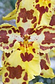 ODONTOCIDIUM TIGERSUN NUGGET