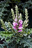 ACANTHUS EMINENS