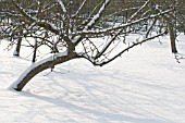 APPLE ORCHARD IN WINTER