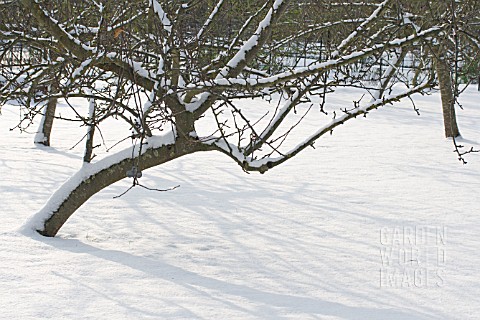APPLE_ORCHARD_IN_WINTER