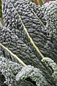 BRASSICA OLERACEA NERO DI TOSCANA