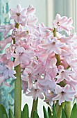 HYACINTHUS ORIENTALIS PINK FROSTING