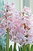 HYACINTHUS ORIENTALIS PINK FROSTING