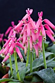 LACHENALIA BULBIFERA GEORGE