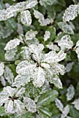 PITTOSPORUM TENUIFOLIUM IRENE PATERSON