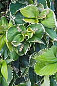 ACALYPHA GODSEFFIANA BARBADOS GREEN