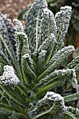 BRASSICA OLERACEA NERO DI TOSCANA