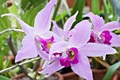 LAELIA ANCEPS