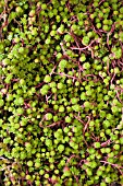 SEDUM ALBUM