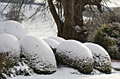 TAXUS BACCATA AUREA