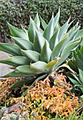 AGAVE ATTENUATA & PERESKIA GODSFFIANA