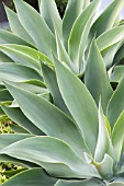 AGAVE ATTENUATA