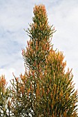 EUPHORBIA TIRCUALLI GLODEN FORM